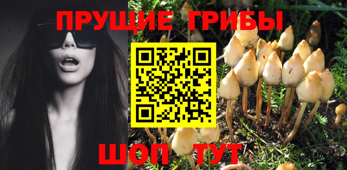 Галлюциногенные грибы мухоморы Минусинск